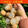 石硖龙眼
