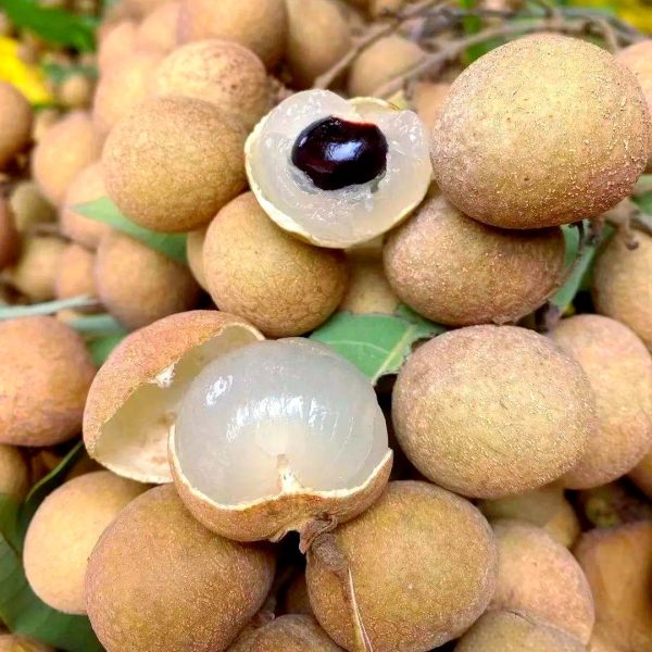 预定 广州石硖龙眼（桂圆）仲夏消暑好礼 - 图片 2