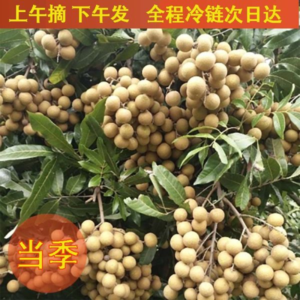 预定 广州石硖龙眼（桂圆）仲夏消暑好礼 - 图片 4